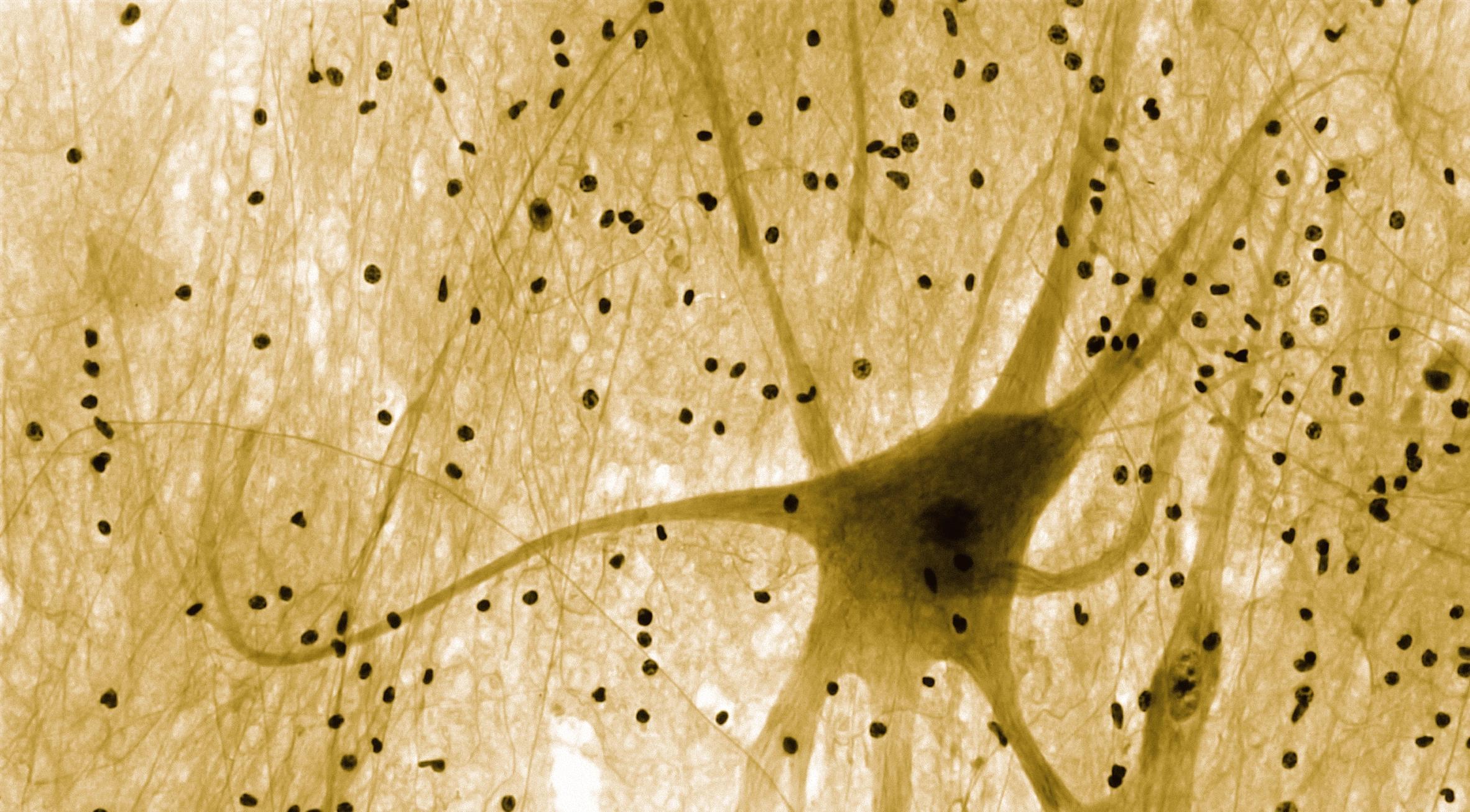 Digital Transformation Leaders